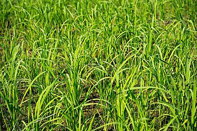 2024 CiGADC首位分享嘉宾确认！打越钢太郎分享话题征集中！